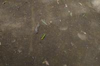 Besuch des Mount Field National Parks mit Spaziergang 