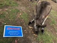 Besuch vom Bonorong Wildlife Sanctuary in Hobart