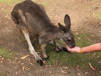 Besuch vom Bonorong Wildlife Sanctuary in Hobart