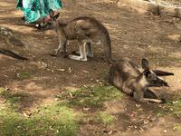 Besuch vom Bonorong Wildlife Sanctuary in Hobart