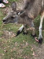 Besuch vom Bonorong Wildlife Sanctuary in Hobart