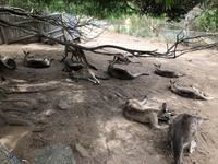 Besuch vom Bonorong Wildlife Sanctuary in Hobart