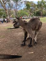 Besuch vom Bonorong Wildlife Sanctuary in Hobart