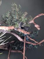 Besuch vom Bonorong Wildlife Sanctuary in Hobart