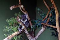 Besuch vom Bonorong Wildlife Sanctuary in Hobart