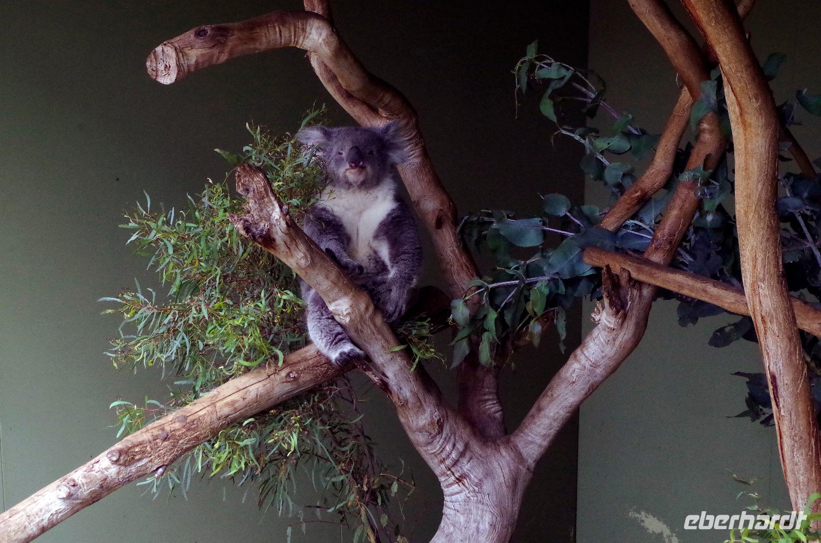 Besuch vom Bonorong Wildlife Sanctuary in Hobart