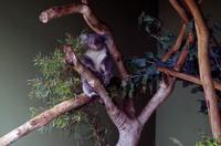 Besuch vom Bonorong Wildlife Sanctuary in Hobart