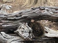 Besuch vom Bonorong Wildlife Sanctuary in Hobart