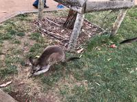 Besuch vom Bonorong Wildlife Sanctuary in Hobart