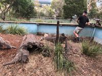 Besuch vom Bonorong Wildlife Sanctuary in Hobart