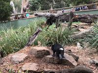 Besuch vom Bonorong Wildlife Sanctuary in Hobart