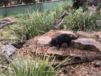 Besuch vom Bonorong Wildlife Sanctuary in Hobart