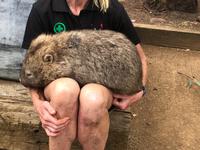 Besuch vom Bonorong Wildlife Sanctuary in Hobart
