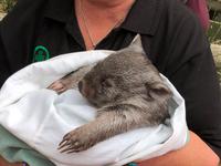 Besuch vom Bonorong Wildlife Sanctuary in Hobart