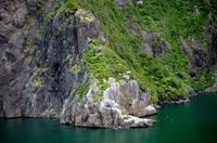 Einfahrt vom Milford Sound
