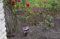 Besuch des Botanischen Gartens in Dunedin