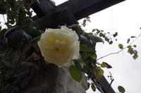 Besuch des Botanischen Gartens in Dunedin