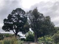 Besuch des Botanischen Gartens in Dunedin