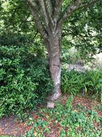 Besuch des Botanischen Gartens in Dunedin