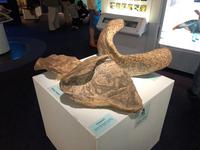 Besuch des International Antarctic Centre in Christchurch