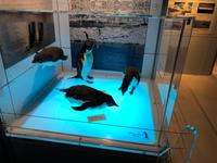 Besuch des International Antarctic Centre in Christchurch