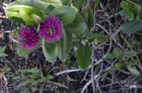 Foto-Stopp am Cashmere Hill Lookout mit Blick über Christchurch