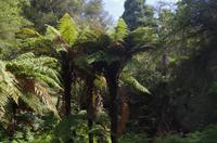 Besuch des Te Puia Te Puia Maori Arts & Crafts in Rotorua