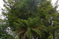 Besuch des Te Puia Te Puia Maori Arts & Crafts in Rotorua