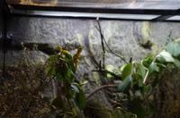 Besuch des Te Puia Te Puia Maori Arts & Crafts in Rotorua