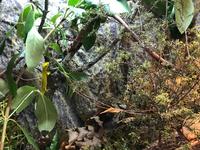 Besuch des Te Puia Te Puia Maori Arts & Crafts in Rotorua