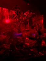 Besuch des Te Puia Te Puia Maori Arts & Crafts in Rotorua