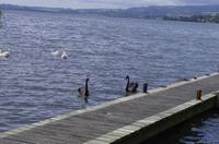 Stadtrundfahrt durch Rotorua