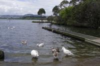 Stadtrundfahrt durch Rotorua