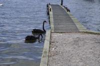 Stadtrundfahrt durch Rotorua