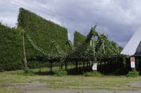 Fahrt von Rotorua nach Tauranga