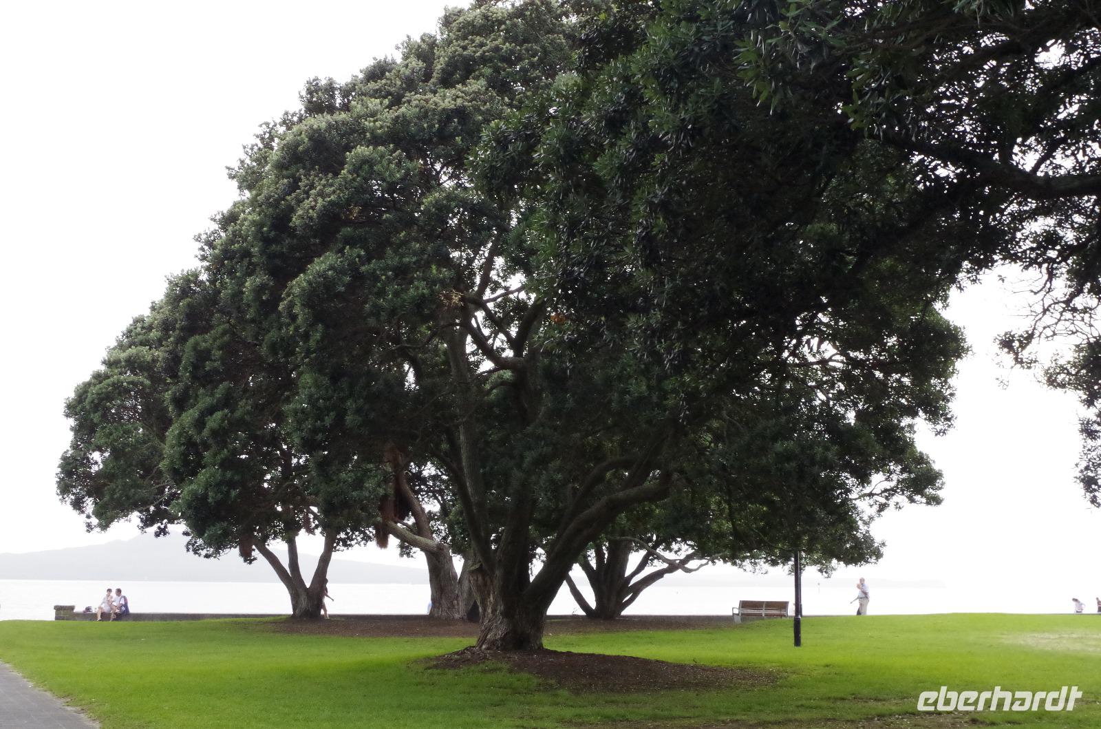 Stadtrundfahrt durch Auckland