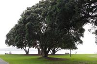 Stadtrundfahrt durch Auckland