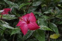 Besuch des Botanischen Gartens in Auckland