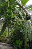 Besuch des Botanischen Gartens in Auckland