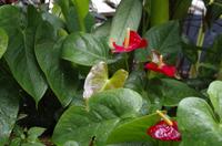 Besuch des Botanischen Gartens in Auckland