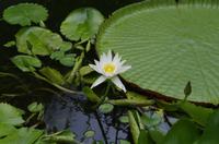 Besuch des Botanischen Gartens in Auckland