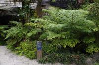 Besuch des Botanischen Gartens in Auckland