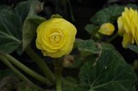 Besuch des Botanischen Gartens in Auckland