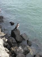 Stadtrundfahrt durch Auckland