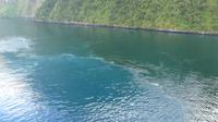 Milford Sound, Süß- und Salzwasser