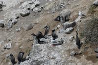 Otago Halbinsel, Kormorane