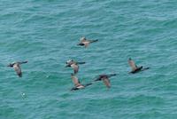 Otago Halbinsel, Kormorane