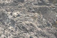 Otago Halbinsel, Robbe