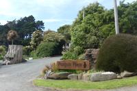 Gelbaugenpinguin Brutkolonie