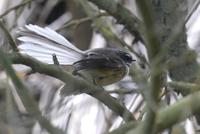 Fächerschwanz (Fantail)